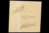 Fossil Fish Plate (Diplomystus & Knightia) - Wyoming #91594-1
